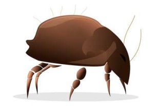 Milbenkot ist das Problem